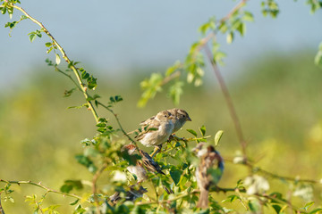House sparrow (Passer domesticus)