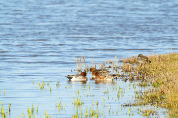 Widgeon (Anas penelope)