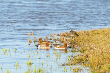 Widgeon (Anas penelope)