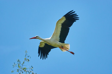 storch in der luft