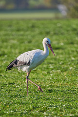 storch auf feld