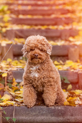 Apricot toy poodle portrait in autumn with leaves in the park. Vertical. Copyspace.