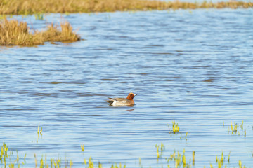 Widgeon (Anas penelope)