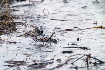 White Wagtail (Motacilla alba) 