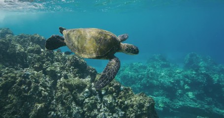 Green sea turtle swimming underwater near coral reef in slow motion, ocean conservation, endangered species, blue planet