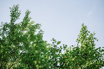 A beautiful green leaves against sky background.