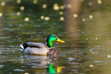 Obraz premium Mallard Duck (Anas platyrhynchos)