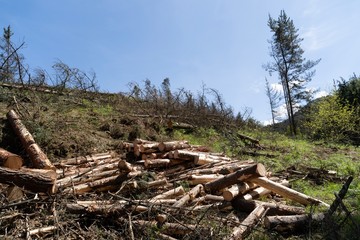 Fototapeta na wymiar Paisaje mostrando la tala de árboles. deforestación