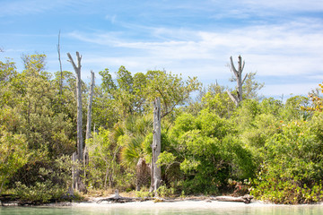 Sunbleached dead trees at the edge of a narrow key with sandy beach in the Gulf Intracoastal Waterway near Englewood, Florida, USA, in early spring