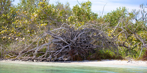 Sunbleached deadwood at the edge of a narrow key in the Gulf Intracoastal Waterway near Englewood, Florida, USA, in early spring