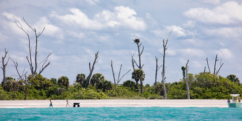 Sunbleached dead trees reach for the sky on a narrow key with sandy beach in the Gulf of Mexico near Englewood, Florida, USA, in early spring