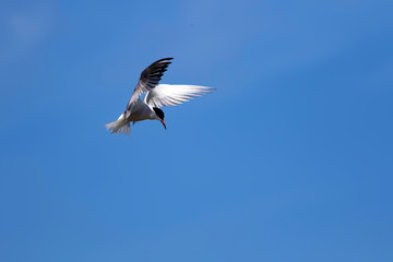 Flying bird. Nature background. Bird: Common Tern. Sterna hirundo.
