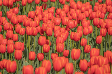 Fototapeta premium Fields of brilliant red tulips blooming in early spring.