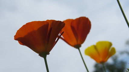 red poppy on blue sky background