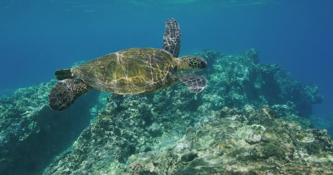 Green sea turtle swimming underwater near coral reef in slow motion, ocean conservation, endangered species, blue planet