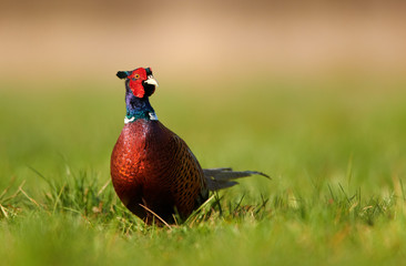 Ringneck Pheasant (Phasianus colchicus)