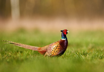 Ringneck Pheasant (Phasianus colchicus)