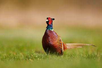 Ringneck Pheasant (Phasianus colchicus)