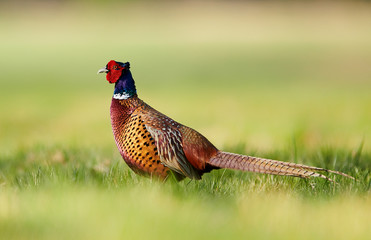 Ringneck Pheasant (Phasianus colchicus)