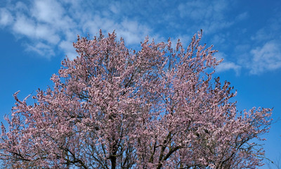 Pink Japanese blossom against a blue sky in the spring in the Netherlands