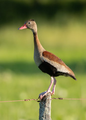 Sirirí Vientre Negro (Dendrocygna autumnalis)