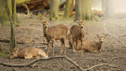 Five wild young deer in the spring sunny forest, Klampenborg Denmark