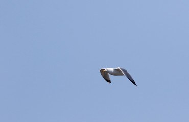goéland argenté