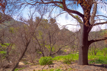 Malibu Creek State Park in California - travel photography