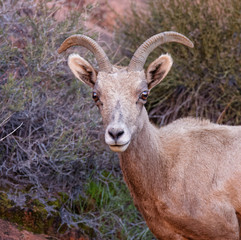 Ewe Looking at Camera
