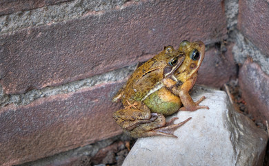 two frogs mating on the road on a sunny day in spring in front of a wall