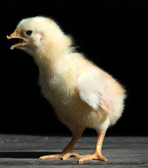 chickling chicken on black background