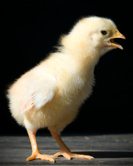 chickling chicken on black background