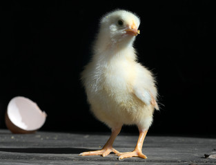 chicken on black background