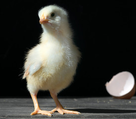 chicken on black background