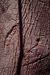 Burnt trees after the huge fire in Malibu - travel photography