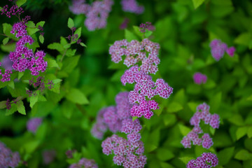 zamek castle twarz perfumy zieleń