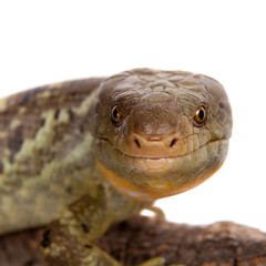 The Solomon Islands skink on white background