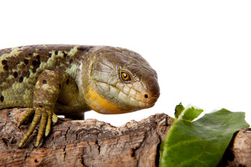 The Solomon Islands skink on white background
