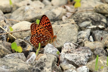 Orange Butterfly on Rocks