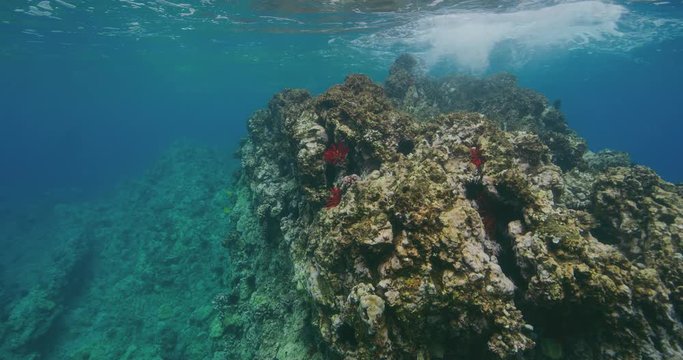 Colorful underwater coral reef with ocean tides above, environmental conservation