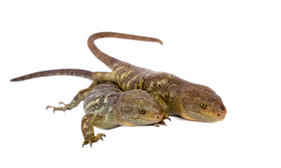 Naklejka premium The Solomon Islands skink on white background