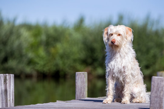 Hund am See