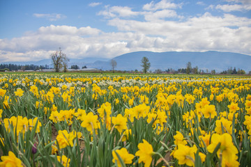 Field of brilliant yellow daffodils blooming at a bulb farm in early spring.