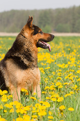 Deutscher Schäferhund