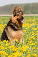 Deutscher Schäferhund sitzt im gelben Löwenzahnfeld, niedlicher Schäferhund mit etwas schiefen Ohren, 
