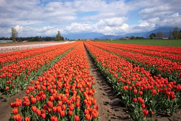 Row upon row of brilliant red tulips in bloom at a tulip farm in spring.