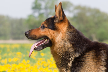 Deutscher Schäferhund
