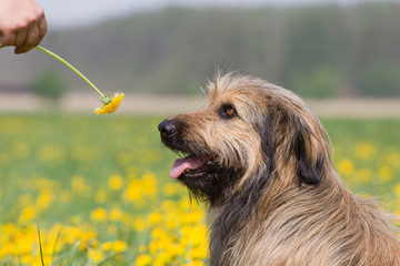 niedlicher Mischlingshund im Löwenzahn schnuppert an einer Blume, Hand hält Blume, langhaariger Hund schaut zu seinem Menschen