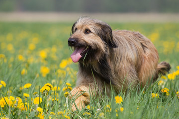 Mischlingshund rennt durch ein Feld, Vierbeiner galoppiert durch gelben Löwenzahn, fröhlicher...