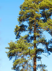 Vertical fir tree in detail landscape background